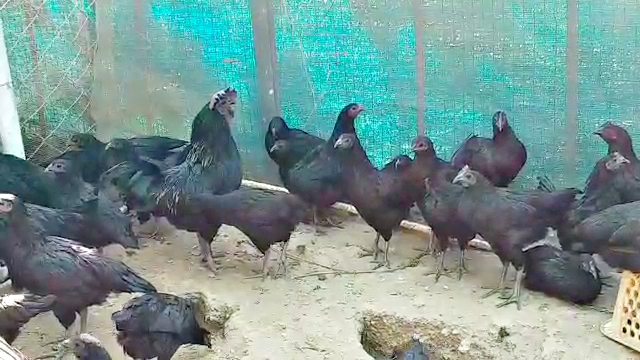 Rajasthan News,  Kadaknath cock rearing for the first time in Pali