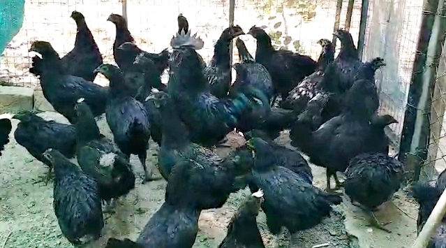 Rajasthan News,  Kadaknath cock rearing for the first time in Pali