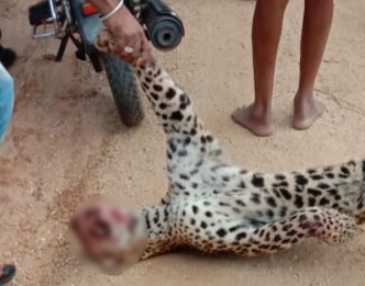 man-kills-leopard-to-save-his-life