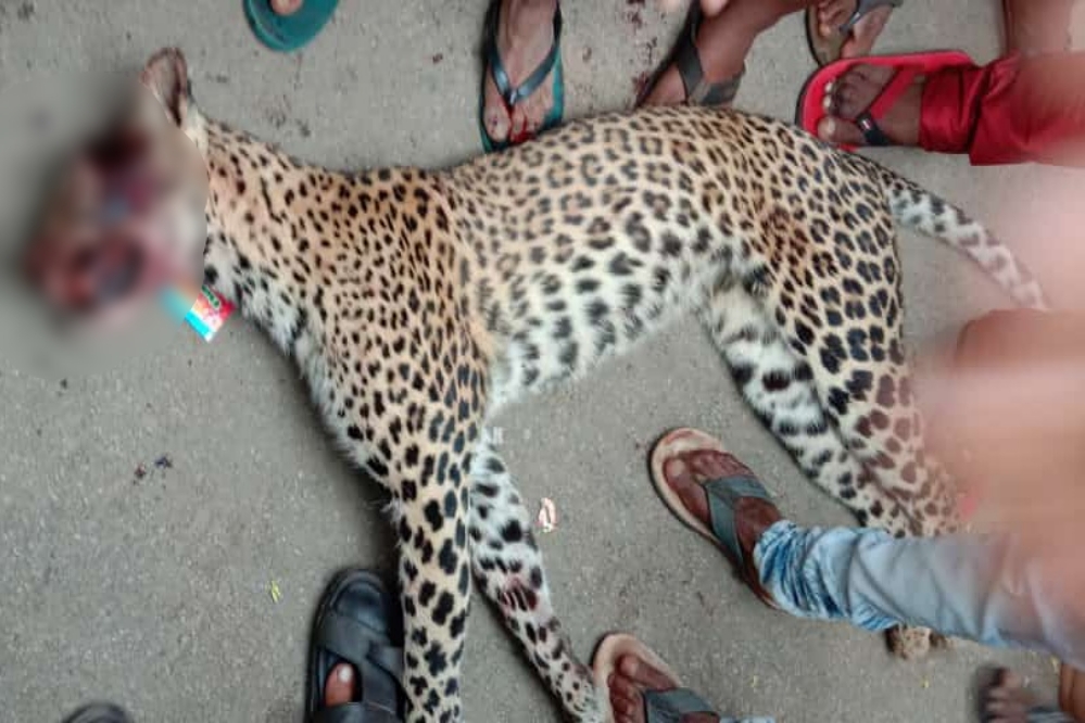 Man kills Cheetah to save his life