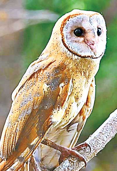 baranol bird is appeared at kolleru in andhra pradesh