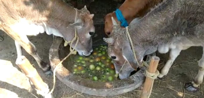 পানীৰ দামত বিক্ৰী শাক-পাচলি