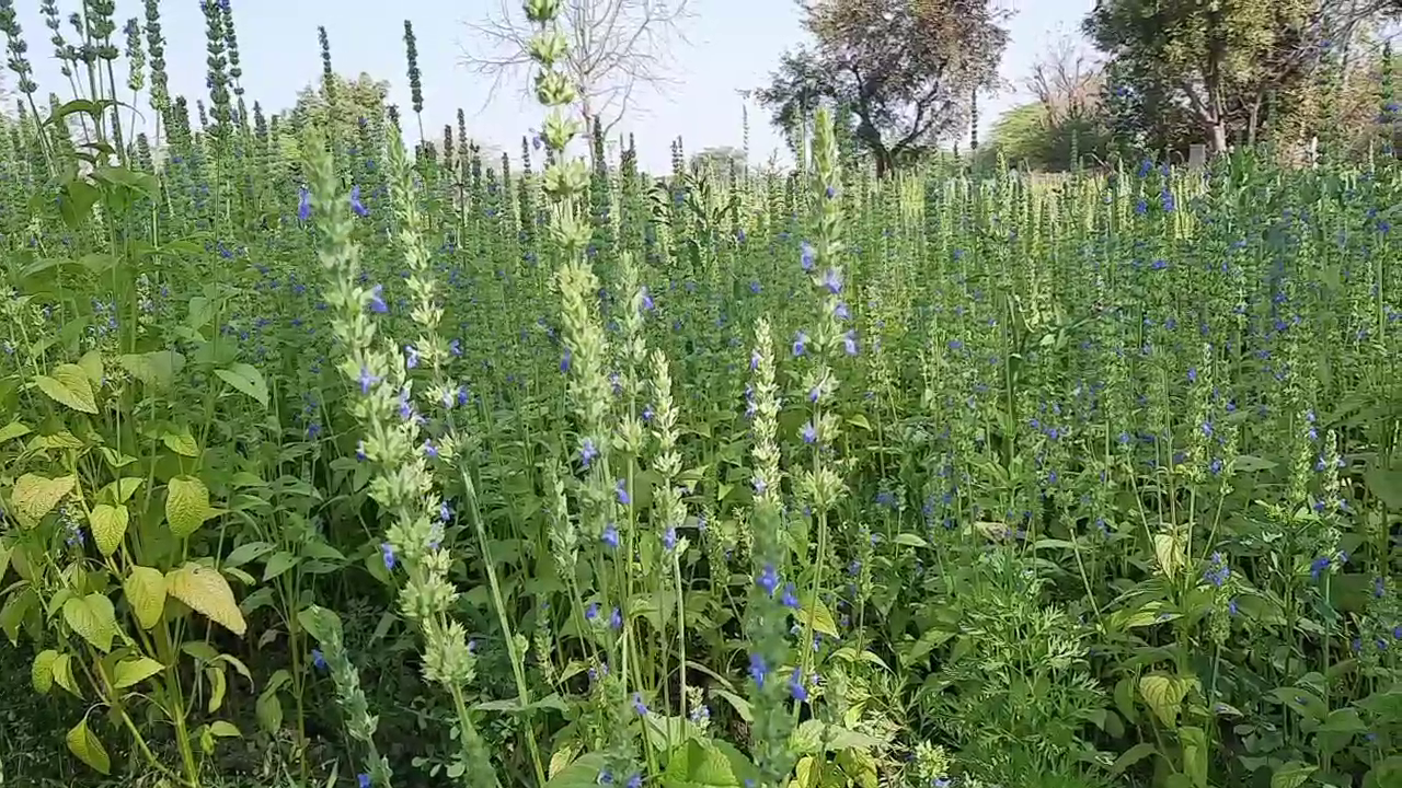 Farmer Radheshyam Rajsamand, black wheat, chia and kinova in rajsamand, Rajsamand farmer innovation