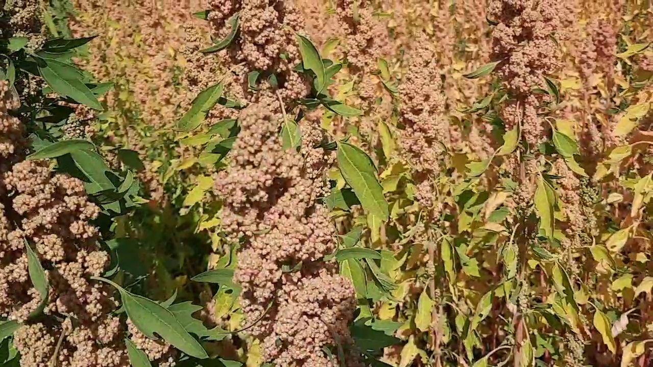 Farmer Radheshyam Rajsamand, black wheat, chia and kinova in rajsamand, Rajsamand farmer innovation