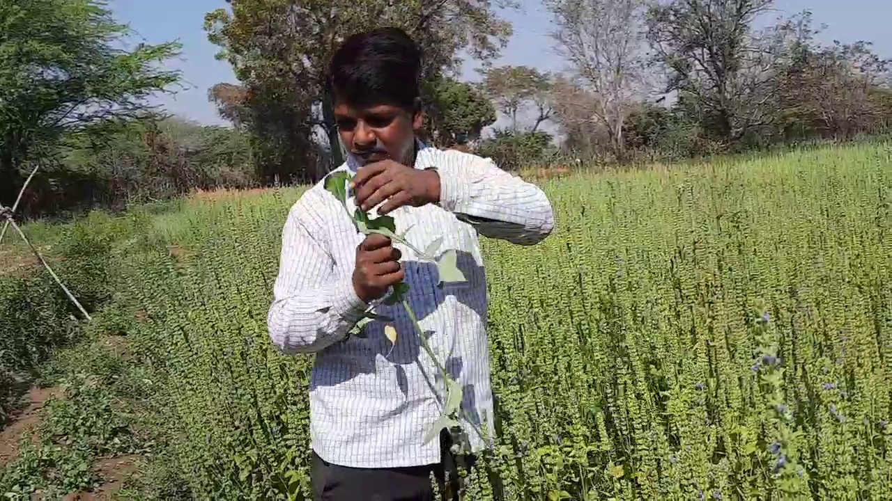 Farmer Radheshyam Rajsamand, black wheat, chia and kinova in rajsamand, Rajsamand farmer innovation