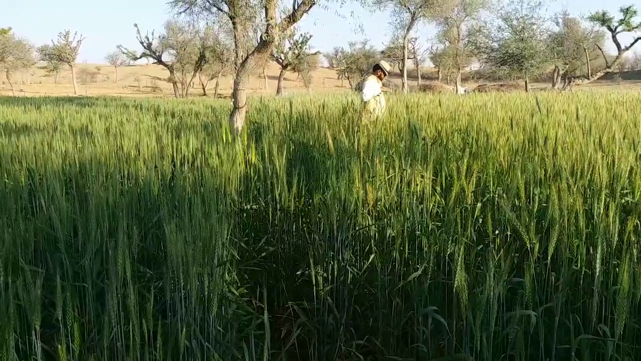 Green wheat cultivation in sikar, Farmers innovating leaving traditional farming, Sikar Farmers innovating farming