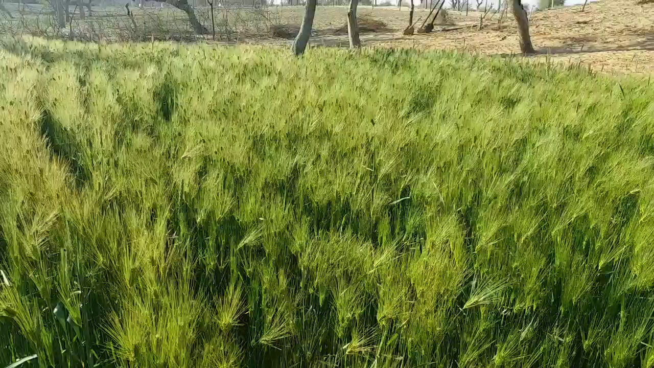 Green wheat cultivation in sikar, Farmers innovating leaving traditional farming, Sikar Farmers innovating farming