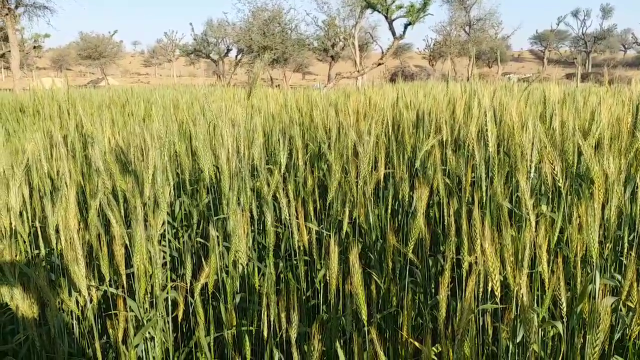 Green wheat cultivation in sikar, Farmers innovating leaving traditional farming, Sikar Farmers innovating farming