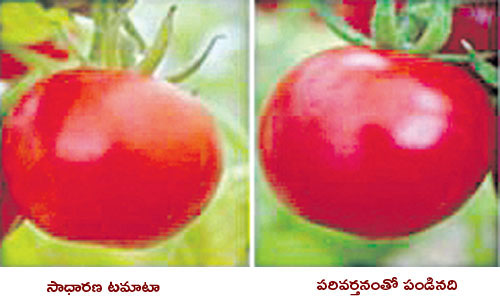 hyderabad-central-university-invented-a-tomato-full-of-nutrients