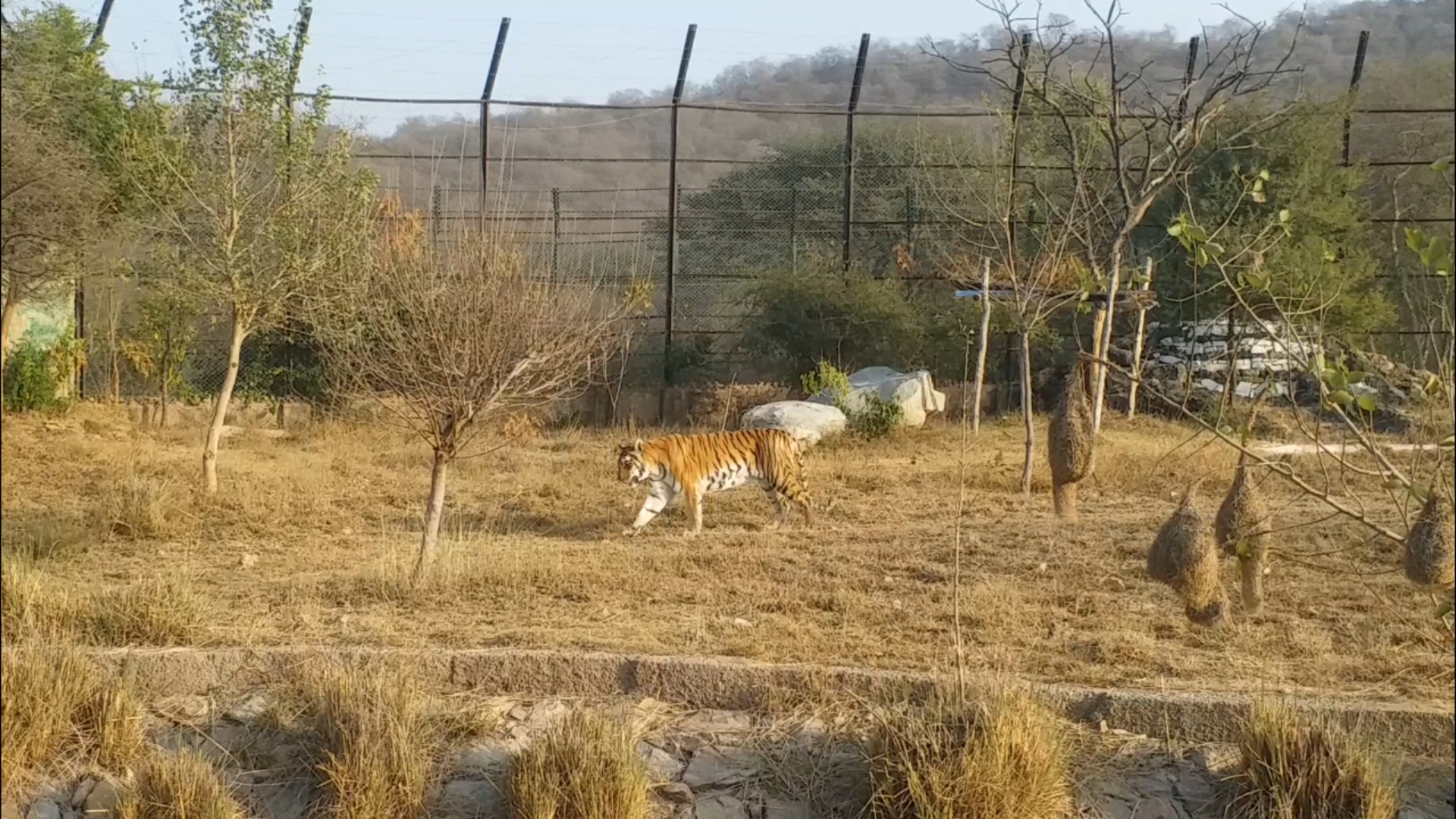 nahargarh biological park in jaipur , jaipur latest hindi news