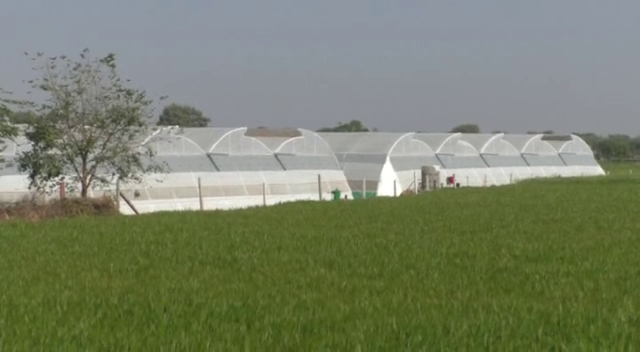 Latest news of dausa, Rajasthan Poly House Agriculture, Dausa Poly House Farming