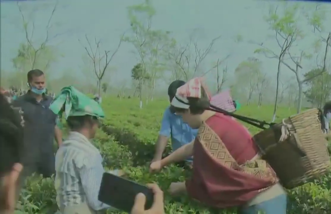 Priyanka Gandhi Vadra plucks tea leaves with other workers in Assam