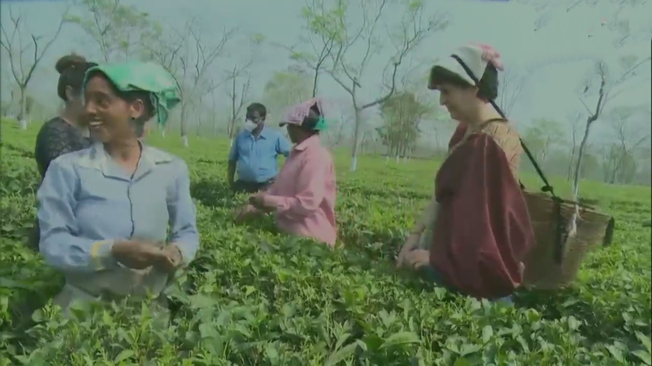 Priyanka Gandhi Vadra plucks tea leaves with other workers in Assam