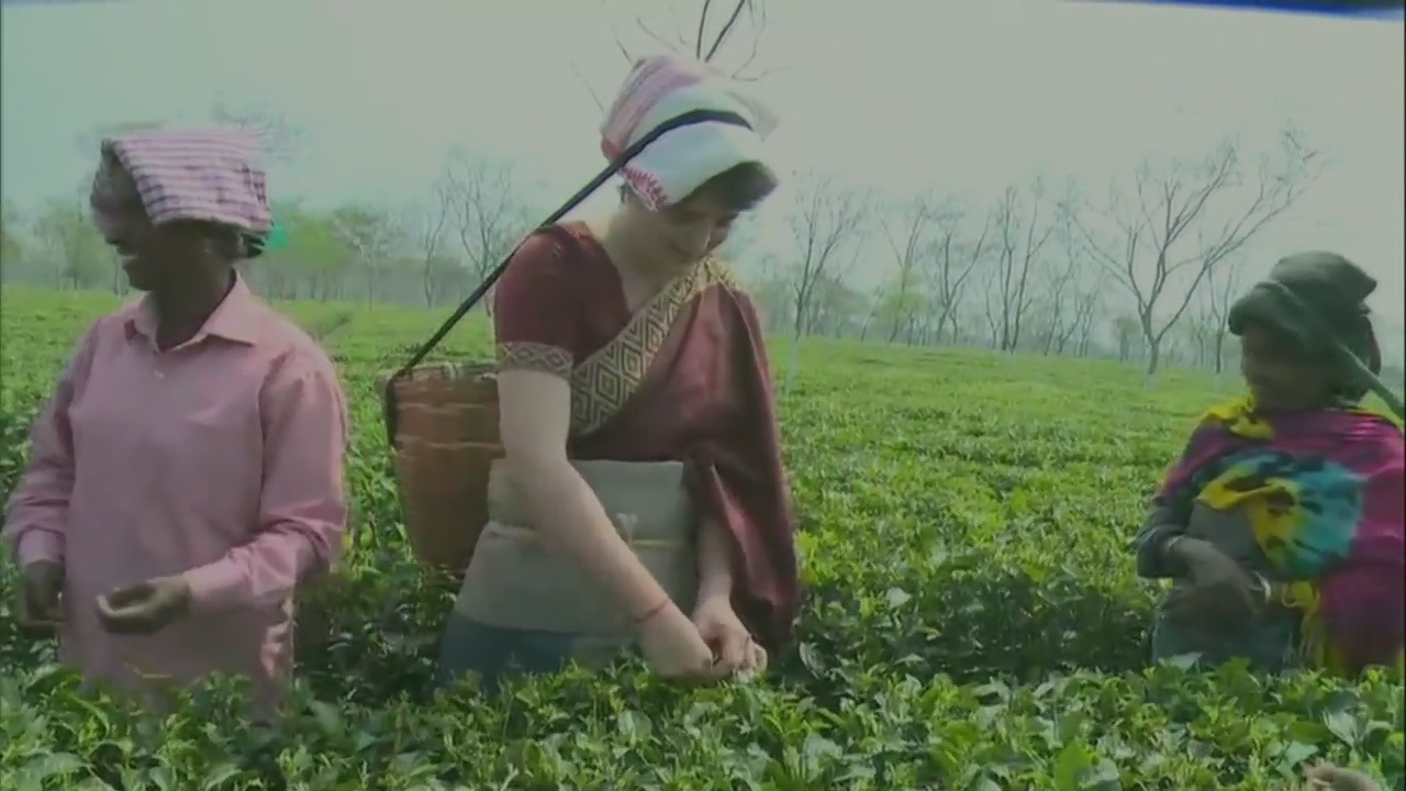 Priyanka Gandhi Vadra plucks tea leaves with other workers in Assam