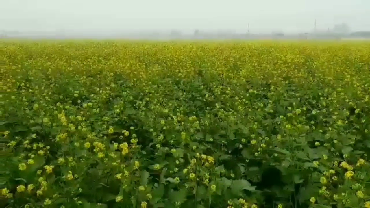 Mustard oil production in Bharatpur, Bharatpur leads in mustard oil production, Mustard oil in Bharatpur district