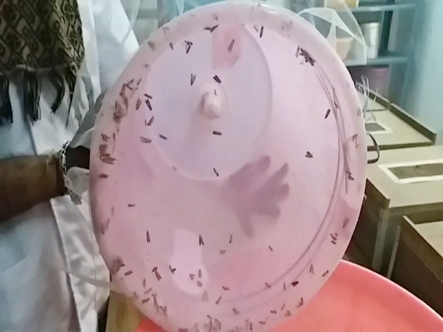 Mildew and insect  राजस्थान के किसान  farmer in rajasthan  कृषि ग्राह्य परीक्षण केंद्र  Agricultural credit testing center  ग्राह्य परीक्षण केन्द्र  एटीसी  अजमेर न्यूज  ajmer news  rajasthan organic farming  Fungal and friendly pests