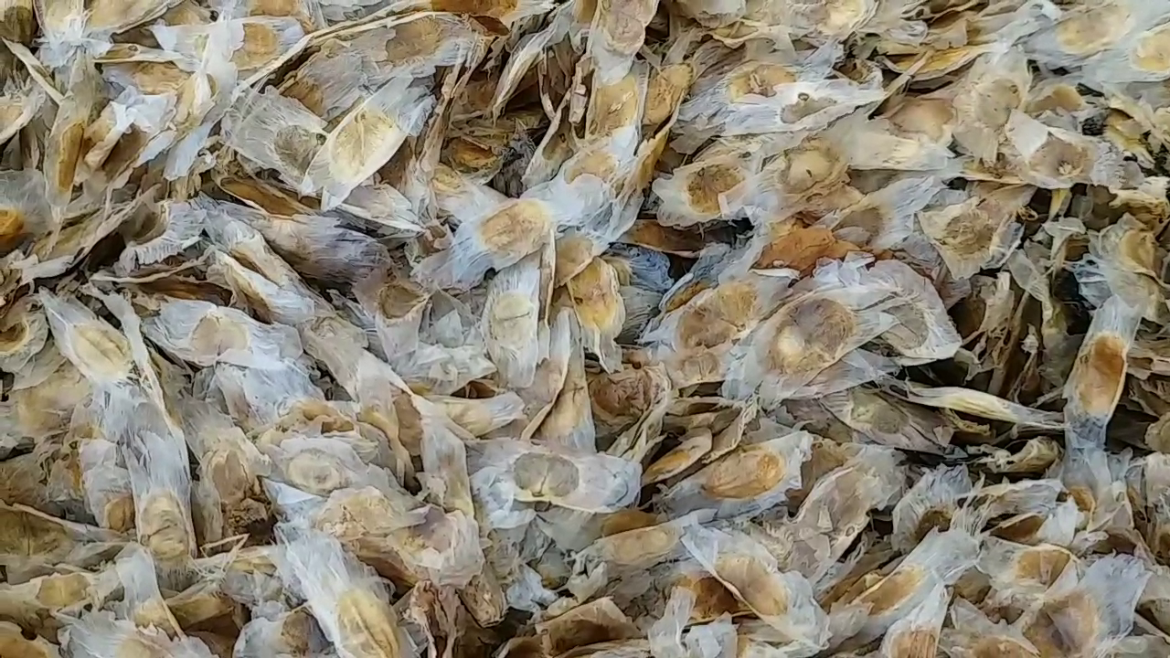 seeds of rohida