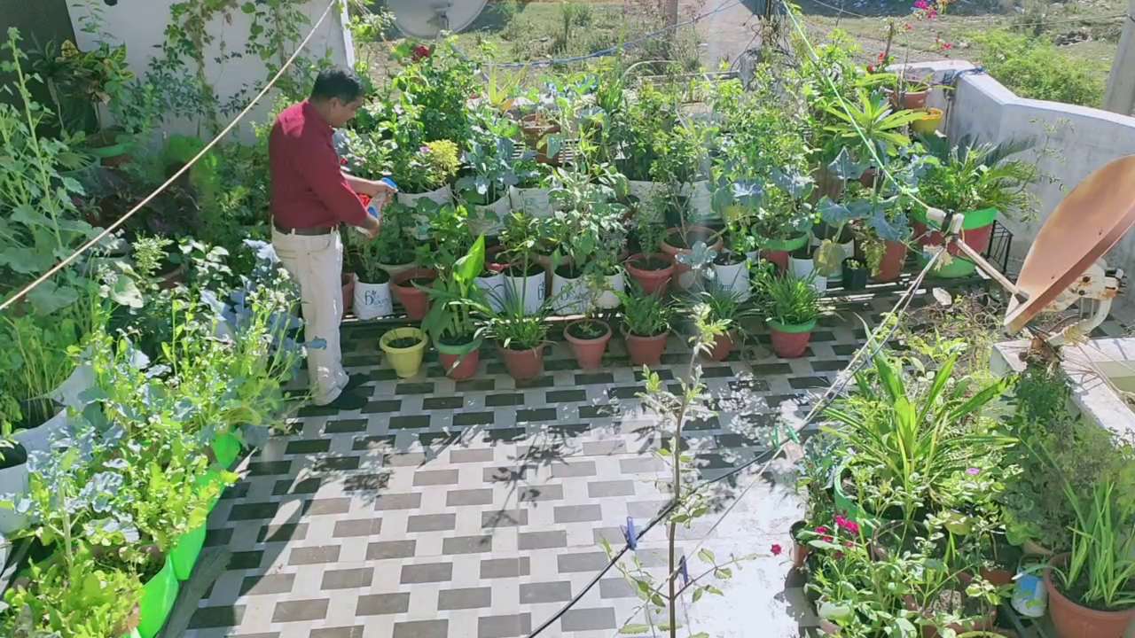 Gardening on the roof, Garden on the roof of Lokesh Paliwal