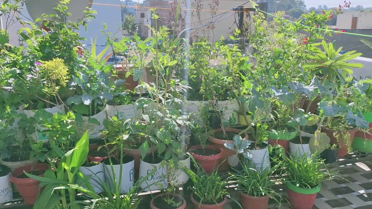 Gardening on the roof, Garden on the roof of Lokesh Paliwal