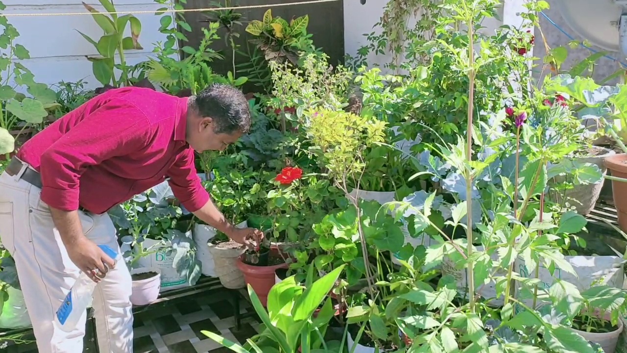 Gardening on the roof, Garden on the roof of Lokesh Paliwal