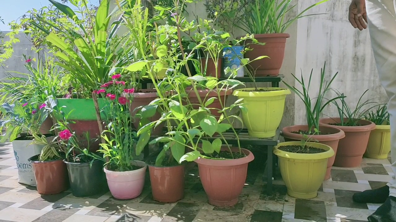 Gardening on the roof, Garden on the roof of Lokesh Paliwal