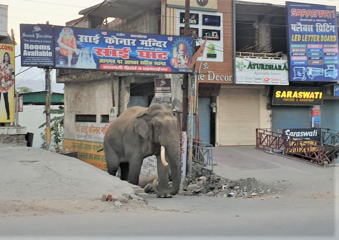 elephant in rishikesh