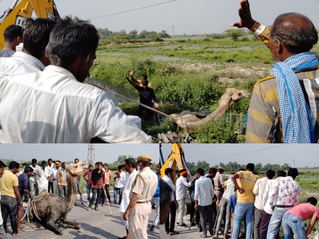 नाले में फंसा ऊंट  रेस्क्यू ऑपरेशन  सुखनी नदी  नदी में फंसा ऊंट  Police and the municipality  camel trapped in the drain  kota news  itawa news  Camels stuck in the river