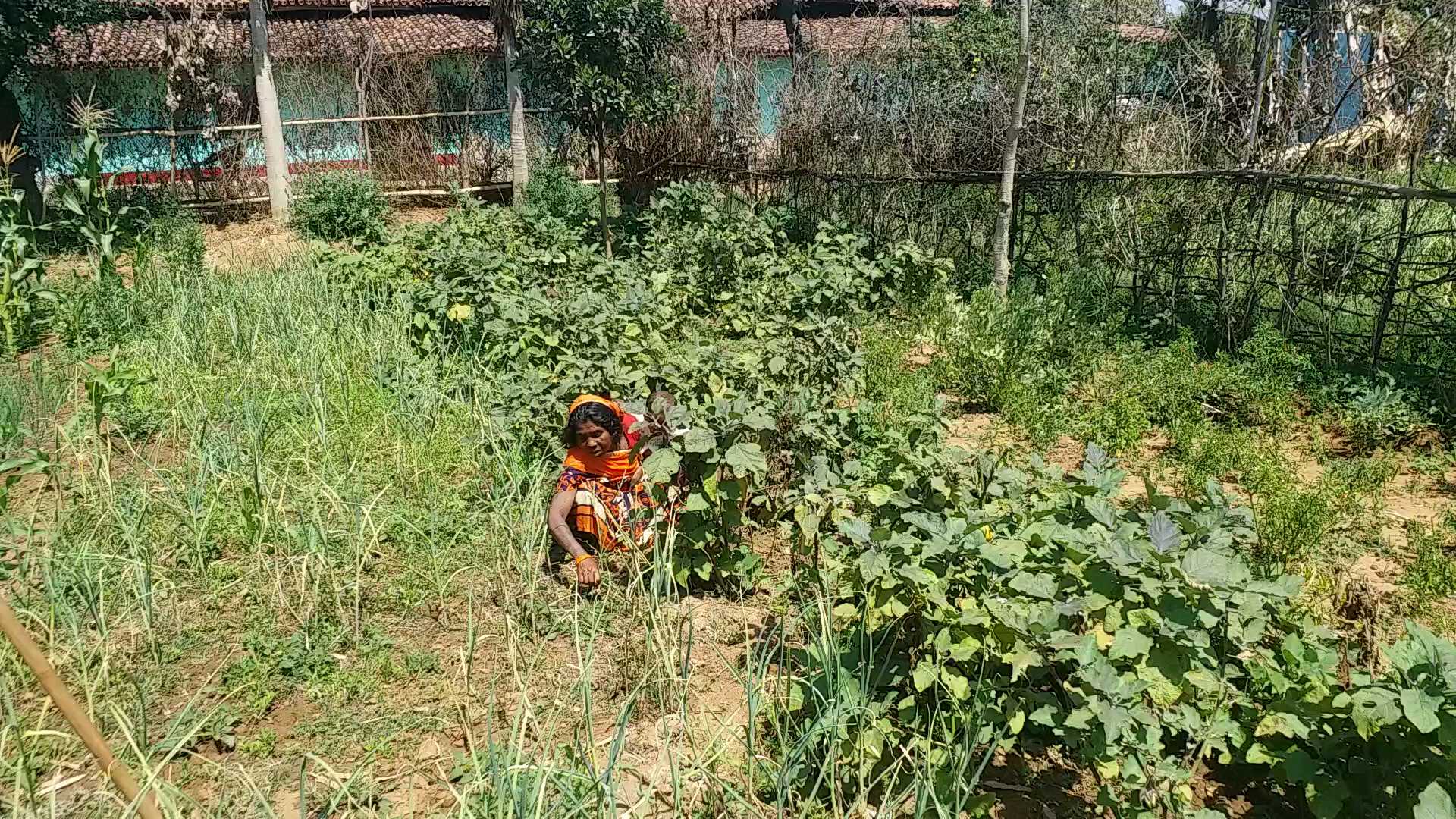 Villagers becoming self-sufficient through farming and animal husbandry in Latehar