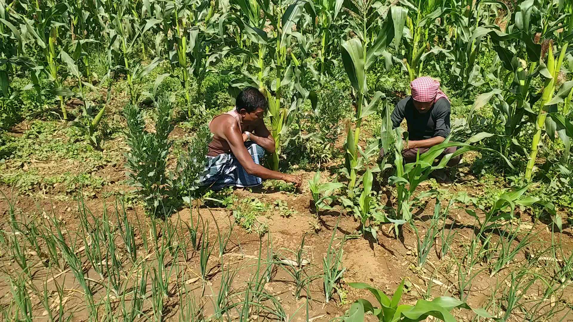 Villagers becoming self-sufficient through farming and animal husbandry in Latehar