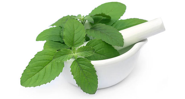 basil-leaf-benefits-to-the-beauty-in-telugu