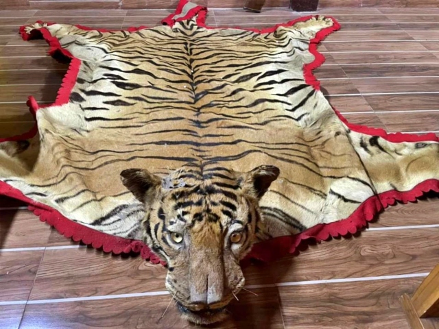 tiger skin