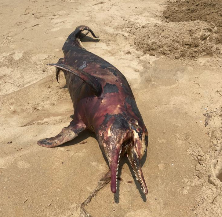 Indo Pacific Hump Back Dolphin  deadbody found in kumata