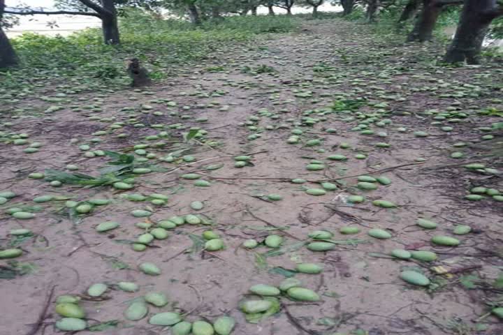 ধুমুহাৰ ফলত গছ ভাঙি পৰা আম