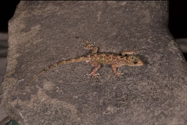 Tejas Thackeray discovers new lizard species with his colleagues