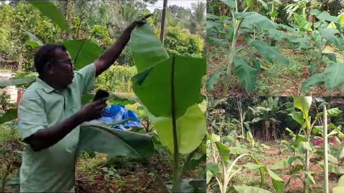 Banana plant farming  Banana Farming Kerala  കടമ്പേരിയിലെ വാഴകൃഷി  വാഴ കൃഷി കണ്ണൂര്‍