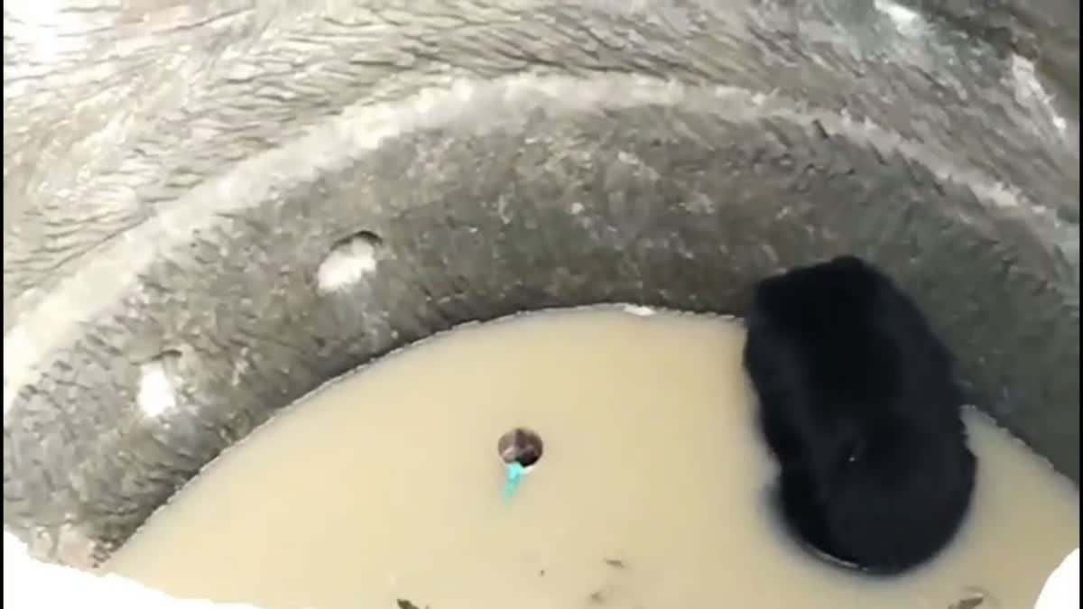 Bear Fell In Well