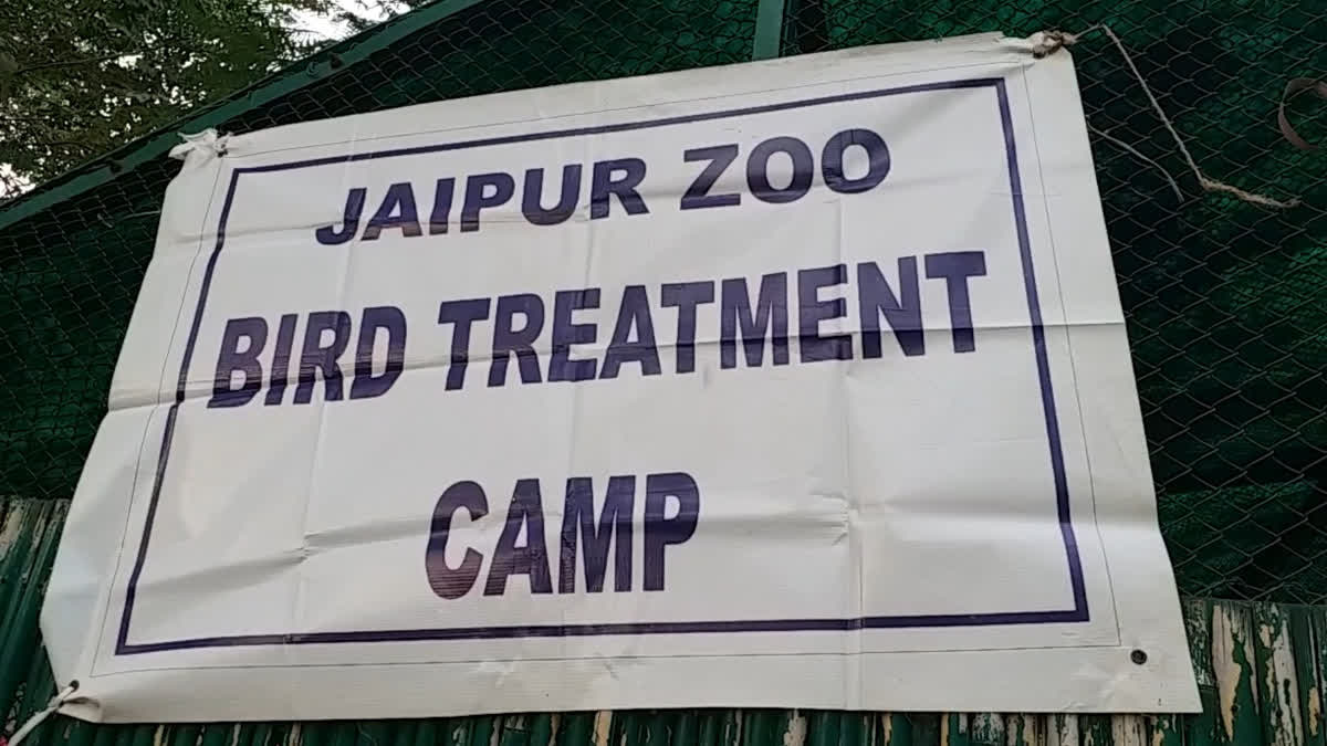मकर संक्रांति पर पतंगबाजी से घायल पक्षियों के लिए शहर में लगेंगे बर्ड्स  ट्रीटमेंट कैंप, makar-sankranti-2023-birds-treatment-camp -in-jaipur-at-various-locations-check-details