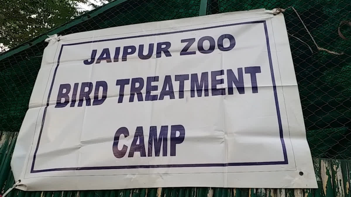 Birds treatment camp in Jaipur