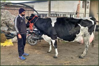 haryana Cow Milk Record