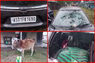 two cow thieves detained