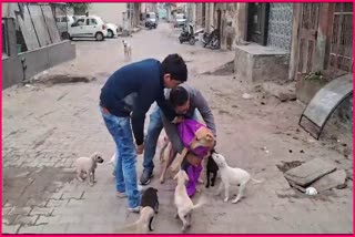 Street Dogs in Bhiwani