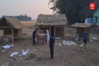 Bhogali Bihu Preparation in Teok