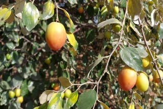 Plum crop flourishing in CAZRI