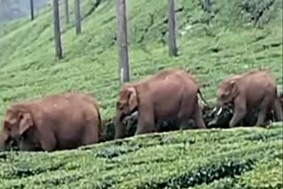 herd of wild elephants encamped in the Coonoor tea plantation area caused a stir