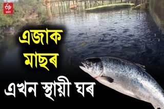 Jinjiram river in Goalpara has become a permanent address for fish