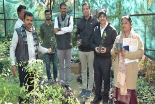 Sandalwood farming in Marwar