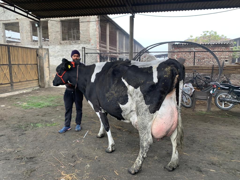 haryana Cow Milk Record