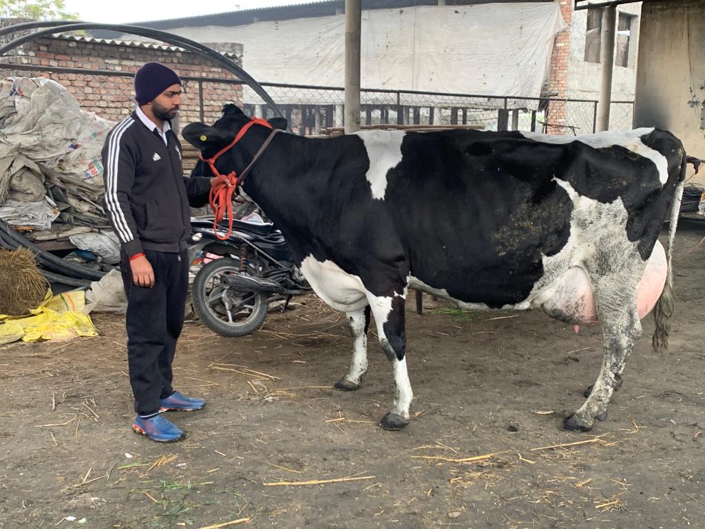 Cow 80 Litre Milk