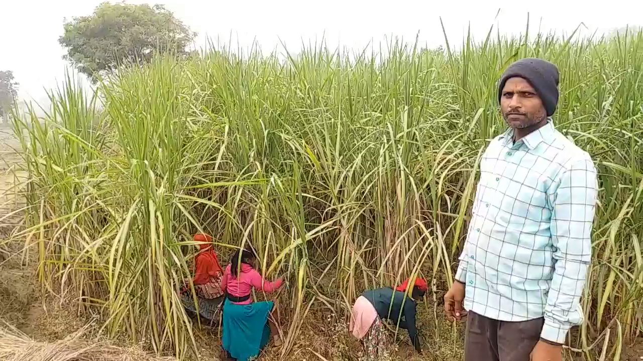 hitech sugarcane Millionaire farmer