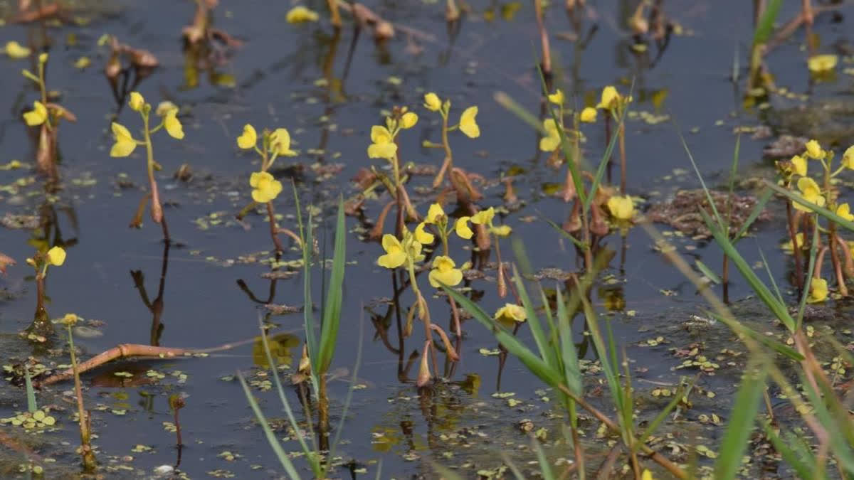 Keoladeo National Park witnesses the growth Utricularia, a carnivorous plant, attributed to abundant water from the Panchana Dam, enhancing the Park's biodiversity and ecosystem balance.